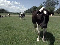 Fotografa Las vacas locas, el principal problema del Ministerio de Sanidad en el 2001