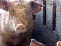 Fotografa Un cerdo criado en cautividad en un laboratorio biotecnolgico