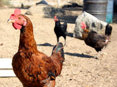 Fotografa de Portada: Una gallina espaola en una granja de Madrid