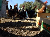 Una gallina espaola en una granja de Madrid