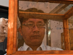 Fotografa de Portada: Los mosquitos que contagian el virus zika, encerrados en una trampa (foto: OMS)